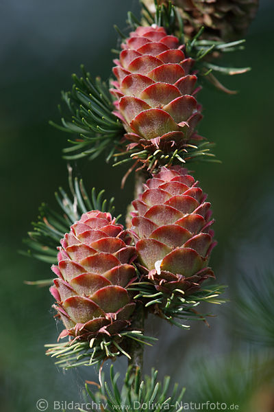 Kiefernzapfen rtlich frische Samenfrchte Dreier Foto am Baum in Grnnadeln