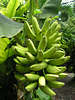 Bananen Obst Foto, grüne Früchte an Stauden, Bananenbaum Fruchtstand
