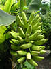 Bananen Obst Foto, grne Frchte an Stauden, Bananenbaum Fruchtstand