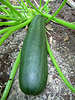 Zucchini Frucht Foto, Cucurbita pepo var. giromontiina, Zucchinipflanze, Kürbis Rankenpflanzen Art