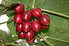 Baumtomate Bilder Solanum betaceum exotische rote Tomatenart