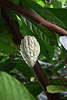 Kakao Echter Kakaobaum Theobroma cacao Samen mit Kakaobohne