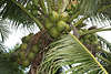 Kokos, Kokosnuss am Baum, Kokospalme Cocos nucifera photo