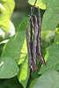 Gartenbohnen Phaseolus vulgaris dunkle Hülsen mit Samen Fruchtreife Foto am Strauch in Blätter, Schalen-Gemüsebild