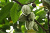 Kakaofrucht grüne Samenkapseln Bild fleischige Hülse mit Kakaobohnen  reifen in Grünblätter