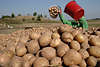 509538_Kartoffeln sammeln Erntezeit Feldarbeit - 7 Motive