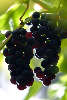 510106_ Weintrauben Foto, dunkle Weinrebe Vitis vinifera im Garten Grün