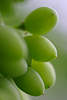 Weintrauben Fotokunst grün längliche Trauben Makrobild