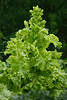 Eisbergsalat Blattgemüse Foto, großgewachsene Salatart, grünes Gemüse, Gartengemüse Gartenfoto