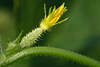 706758_ Gurkenspross gelbe Gurkenblüte, kleine Gurke Cucumis sativus grüner Gurkenstrauch Jungspross