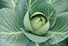 806586_ Weisskohl Bild, Kohl Bltter gerollt zum Kopf, Cabbage image