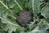 Broccoli Fotos, Brokuly Gartengemse vegetarisch, Kohlart Gartenbilder, Essen reich an Vitamine