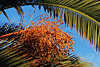 Datteln Bild gelbliche Früchte der Dattelpalme in Blättern am Himmel Date photo