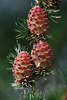 Kiefernzapfen rötlich frische Samenfrüchte Dreier Foto am Baum in Grünnadeln