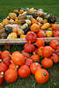 915609_ Kürbisse rundes rotes Gemüse + bunte Winterkürbisse farbige essbare Früchte Foto
