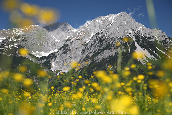 Berg-Hahnenfu gelbe Frhlingsblten Gipfelfelsen