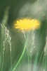 1018_Kleines Habichtskraut abstraktes Foto Bewegung in Wind: Hieracium pilosella Gelbblte