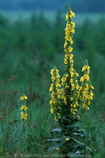 Knigskerze Bltenstand Wollblume Verbascum densiflorum Brennkraut Fackelkraut Blte Naturfoto