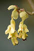 904067_ Zaubernuss Hamamelis Frhlingsblte Makrofoto Scheinhasel hngende Gelbbltenduo Corylopsis spicata