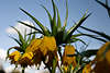 700855_ Gelbe Kaiserkrone Bltenbild, Fritillaria imperialis Lutea exotische Lilie Hngeblten unter prachtvollen Bltterkrone