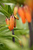 904004_ Kaiserkrone Orangeblten Foto in grnen Blttern Fritillaria imperialis