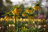 904200_ Lutea Frhjahrsblte 8 Kaiserkronen Bild im Gegenlicht, Fritillaria imperialis exotische Lilieglocken