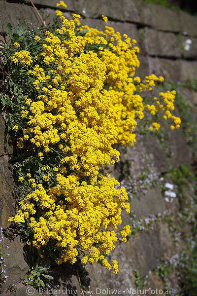 Steinkraut gelbes dichtes Bltenkissen an Mauer seitlich klettern