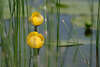 43677_Seerosen-Paar Wasserrose gelbe Bltenfoto im Wasser hinter Schilfgrser versteckt blhend