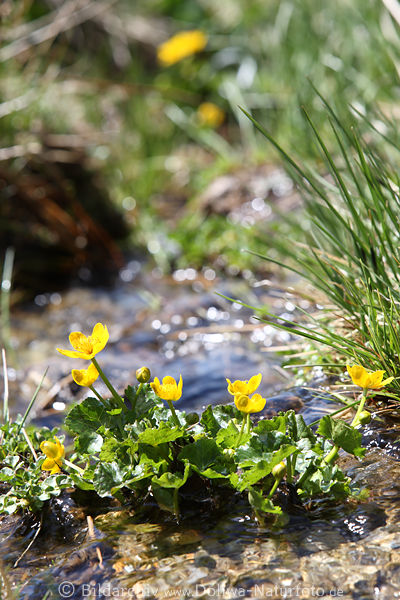 Sumpfdotterblumen gelb Frhlingsblte im Wildbachwasser Giftblumen