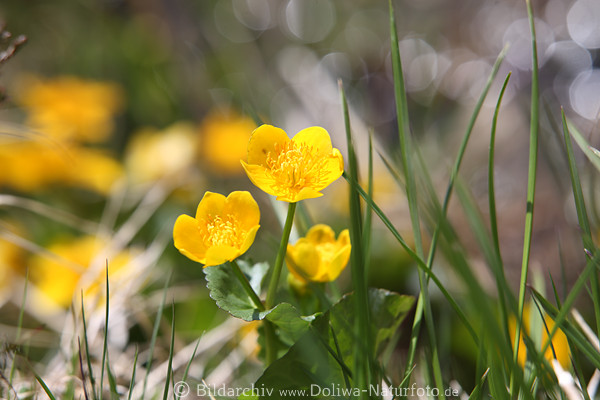 Sumpf-Dotterblumen Paar Gelbblten Staubfden Makrobild Reflexe Glanz