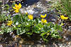 1201818_Bachwasser Wildblumenbild gelbe Blten & groe Grnbltter im Fluss Sumpfdotterblume Gruppebild