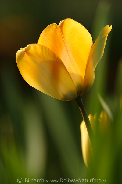 Gelbtulpe Frhlingsblte Florafoto verwischt in Grngras abstrakt Tulpe gelbblhend Fotografie