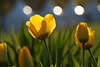 103479_Gelbtulpen Frhlingsblten vor Lichter in Sonne Gegenlicht abstrakt Florafoto gelb-grn Blumefeld