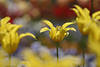 601292_Gelbblte Tulpe-Zierblumen verwischt im rotgelb Bltenfeld Frhlingsblhen Florafoto in Sonnenschein