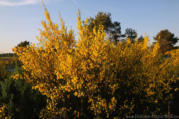 Ginster-Gelbblumenstrauch Frühlingsblüten Naturbilder Gelbflora Genista images