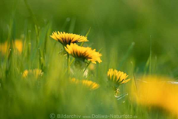 Lwenzahn Wildblumen im Gras Grnflche Dandelion spring meadow