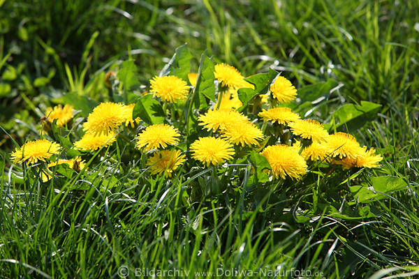 Kuhblumen Gruppenbild grne Frhlingswiese Gras Lwenzahn Frhjahrsblte Naturfoto