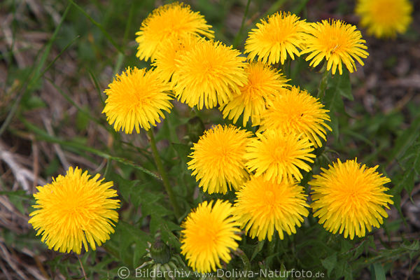 Kuhblumengruppe Naturbild gelbe Frhjahrsblten Florafoto Wiesenlwenzahn