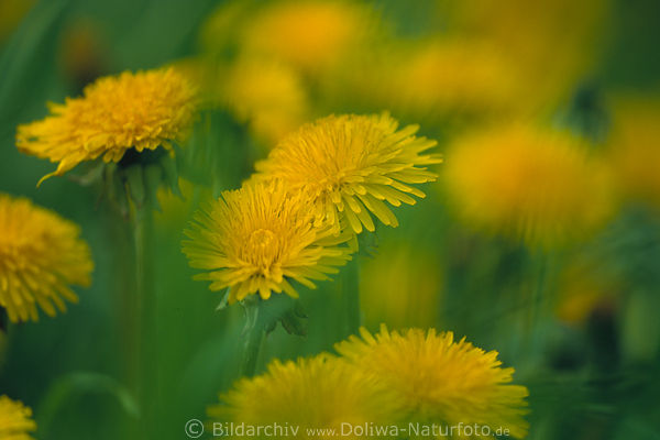 Lwenzahn Gelbblten in Wind verwischt abstrakt Frhlingswiese Naturbild Wildblumenfoto