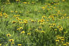 Kuhblumen gelbe Frhjahrsblte Grnwiese Florafoto im Gegenlicht 