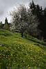 1300203_Gelbe Kuhblumen Wiesenblte Frhlingsfoto  Lwenzahn Graswiese unter weiss Baumblte blhender Apfelbaum