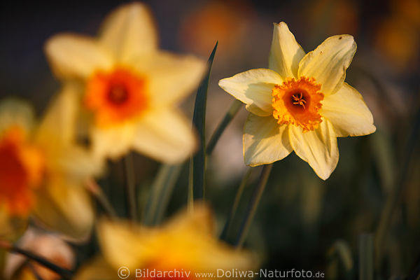 Narzisse gelbe Frhjahrsblte Fotokunst Narcissus