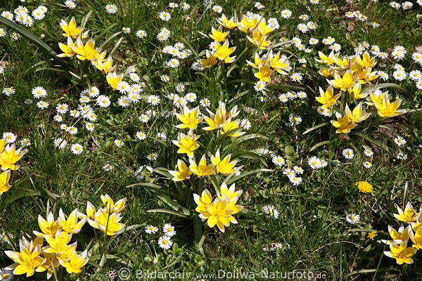 Gelbe Wildtulpen Tulipa tarda mit Weissrand Fotos Blumenblte im Wiesengras