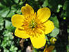 Sumpfdotterblume Caltha palustris Butterblume Sumpfpflanze Blüte gelb Schmalzblume