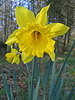Osterglocke Gelbblüte Narzissen Narcissus pseudonarcissus