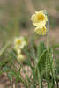 hh-7735_ Primeln gelbe Schlüsselblumen Frühlingsblüten Naturbilder Primula Images