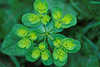 0314_ Sonnenwendwolfsmilch Alchemilla vulgaris, Frauenmantel Wildblume gelb-grüne Pflanze