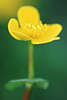 0400_Butterblume Makrobild Staubbeutel auf Staubfäden gelbe Wildblüte Sumpfdotterblume Naturfoto