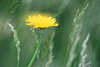 1019_ Kleines Habichtskraut Fotos in Wind, Hieracium pilosella Blüte Fototip: Gräser abstrakt in Bewegung