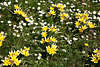 103383_Gelbe Wildtulpen Tulipa tarda mit Weissrand Fotos Blumenblüte im Wiesengras